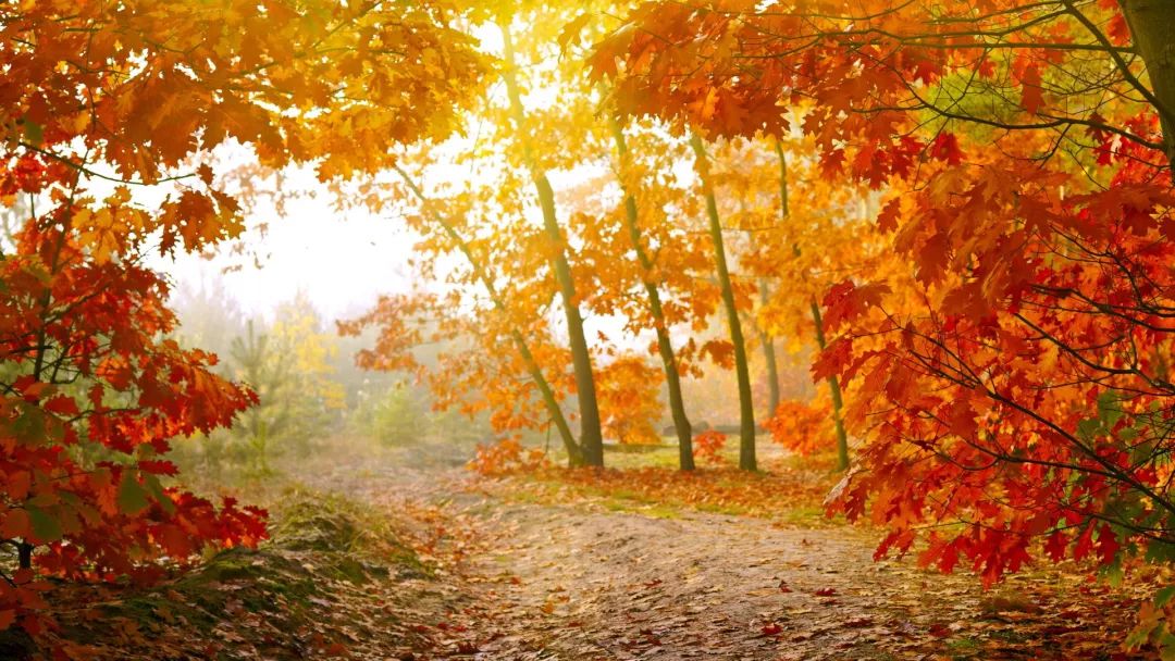 语文写作：《美丽的秋天》写话习作范文20篇