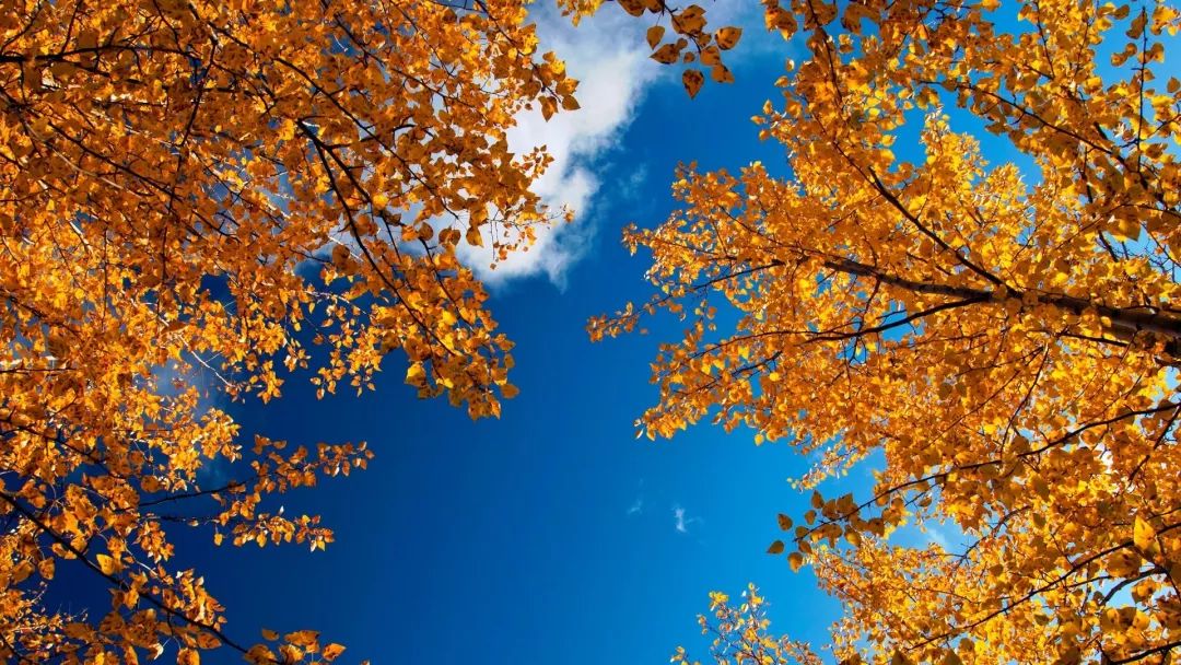 语文写作：《美丽的秋天》写话习作范文20篇